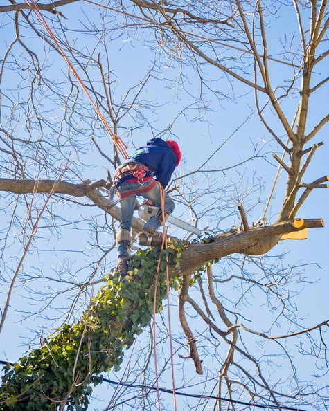 tree-service-worker-arborist-pruning-large-branche-2022-11-01-02-27-26-utc.jpg