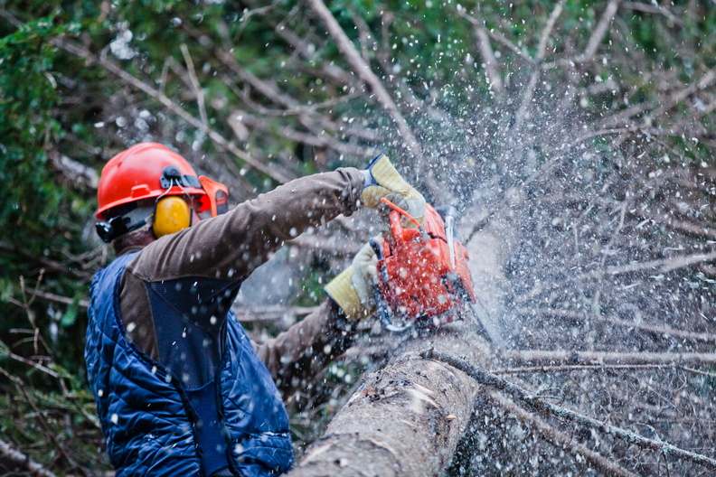 professional-lumberjack-cutting-a-big-tree-in-the-2021-08-26-15-42-08-utc.jpg