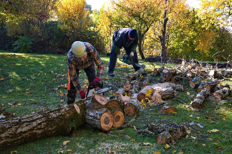 arborist-man-cutting-a-branches-with-chainsaw-2022-11-16-23-59-49-utc.jpg