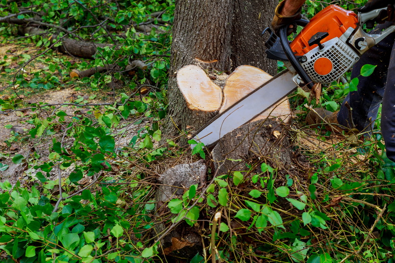 man-cuts-tree-with-chainsaw-concept-of-deforestat-2022-11-12-10-53-43-utc.jpg